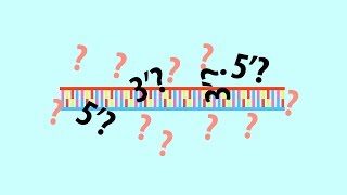 The definition to 5 end and 3 end of a DNA strand  Simple animated HD [upl. by Ellehcal]