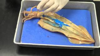 Squid dissection [upl. by Nylicaj861]