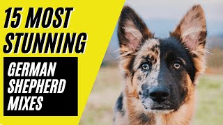 German Shepherd Mixes  15 STUNNING Mixes with the MIGHTY GSD [upl. by Indihar793]