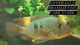 South American Cichlid Care Guide  Geophagus Brasiliensis Pearl Cichlid Earth Eaters [upl. by Aimahc488]