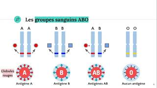 Le groupe sanguin système ABO 🩸 [upl. by Vania]