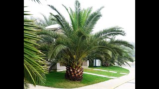 Phoenix Canariensis [upl. by Anyg]