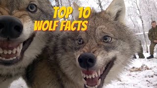 TOP 10 WOLF FACTS  EVERYTHING YOU EVER WANTED TO KNOW ABOUT WOLVES [upl. by Boaten]