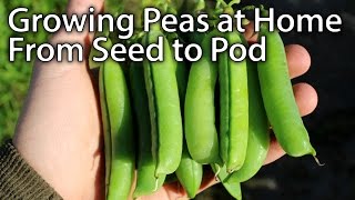 How to Grow AMAZING Peas  From Planting to Harvesting [upl. by Campos767]