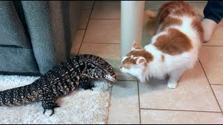 TEGU MEETS CAT [upl. by Anuska]