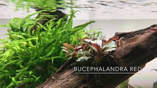 Bucephalandra Red  Easy Care Plant for Attaching to Hardscape [upl. by Otilesoj]