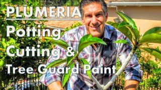 PLUMERIA TIPS Potting Cutting amp IV Organic Tree Guard Paint [upl. by Winer]