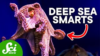 Why The Octopus is So Incredibly Intelligent [upl. by Farnham]