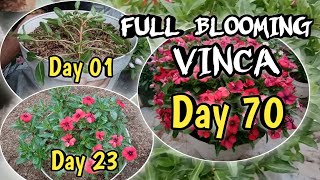 Vinca full blooming  creative ideas of growing vinca flowers [upl. by Loyce]