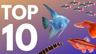 Top 10 Aquarium Fish for Beginners [upl. by Kama372]