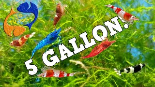 10 BEST FISH For 5 Gallon AQUARIUM [upl. by Shama838]