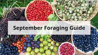 Monthly UK Foraging Guide September [upl. by Gaspar]