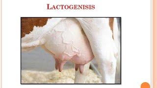 LactogenisisVeterinaryPhysiology [upl. by Enomrej]