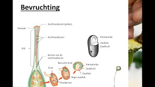 Bloemen vruchten en zaden  Bevruchting [upl. by Zemaj]