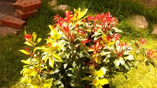 Mountain Fire Pieris Bush [upl. by Bret692]