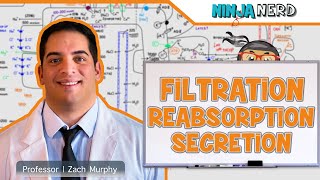 Renal  Filtration Reabsorption and Secretion Overview [upl. by Ynots652]