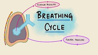 Breathing Cycle Physiology  Pressure amp Volume Changes During Respiration  Respiratory Physiology [upl. by Stoops]