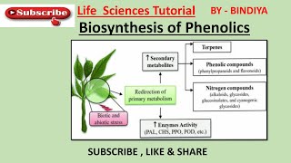 Biosynthesis Of Phenolics Shikimic Acid Pathway [upl. by Anavlis]