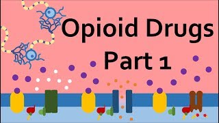 Opioid Drugs Part 1 Mechanism of Action [upl. by Yentihw48]