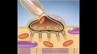 Muscular System The Neuromuscular Junction [upl. by Dorwin274]