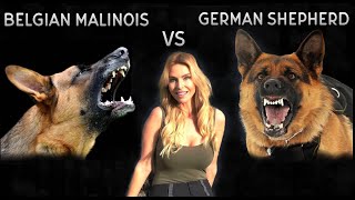 BELGIAN MALINOIS VS GERMAN SHEPHERD DOG  WHO IS KING [upl. by Robina]