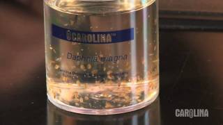 How to Care for Daphnia [upl. by Adne]