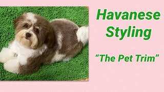 Havanese Pet Trim [upl. by Veronika]