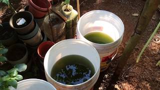 How to grow Green Water Algae [upl. by Elliott]