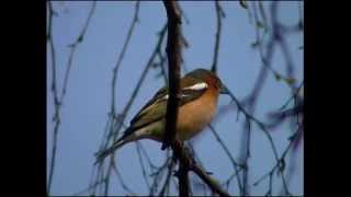 Bofink  Fringilla coelebs  Common Chaffinch  ljudsound [upl. by Aihtenak]