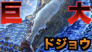 川にいる野生のドジョウってこんなにもデカイのか！？ [upl. by Daffi]