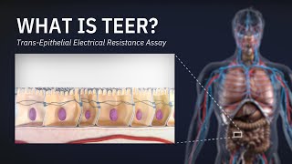 What is TEER  TransEpithelial Electrical Resistance Assay [upl. by Natam]