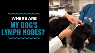 Where are my dogs lymph nodes [upl. by Elmo]