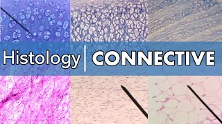 Types of Cartilage [upl. by Bara]