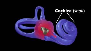 Hearing Ear Anatomy amp Auditory Transduction [upl. by Weig]