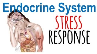 Stress response physiology [upl. by Loseff]