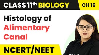 Histology of Alimentary Canal  Digestion and Absorption  Class 11 Biology [upl. by Lodhia]