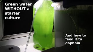 Green Water WITHOUT a Starter Culture  From Scratch  How To [upl. by Iran543]