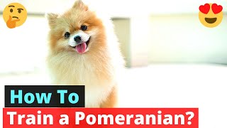 How to Train a Pomeranian dog Pomeranian training Tips and Guide [upl. by Auhsej]