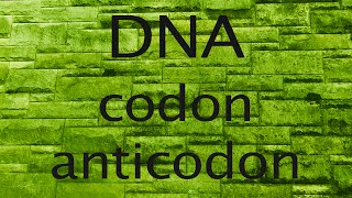 DNA codon or anticodon [upl. by Gault272]