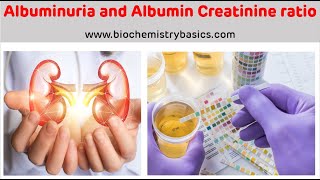 Albuminuria  Albumin Creatinine Ratio  Albumin In Urine [upl. by Krever]