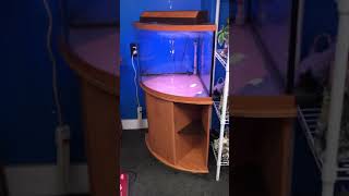 36 gallon corner Bowfront Aquarium fish tank complete set up 300 [upl. by Donough217]