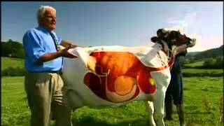 A Cows Digestive System  YouTube [upl. by Lindley]