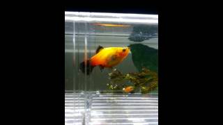 Orange platy giving birth to 40plus fish fries [upl. by Allenaj]