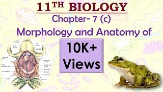 11th NCERT Biology Chapter 7c Morphology and anatomy of frog NEETAIIMSJIPMERUPSCSSC etc [upl. by Walt]