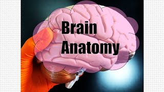 Brain Anatomy [upl. by Keelby]