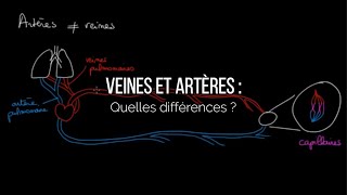 Veines et Artères  quelles différences [upl. by Wenger]