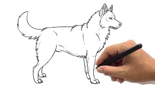 How to Draw a Husky Drawing Easy  Cute Siberian Husky Sketch Step by Step [upl. by Loferski]