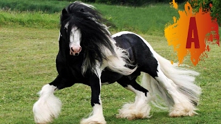 10 Most Beautiful Horse Breeds In The World [upl. by Annovaj]