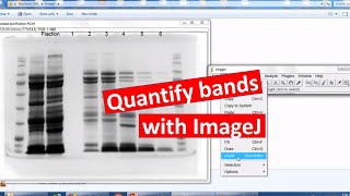 Quantifying bands on SDSPAGE using ImageJ [upl. by Nnayllek887]