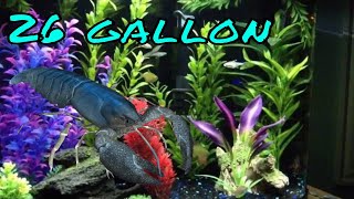 Aqueon 26 gallon bow front aquarium [upl. by Anilahs162]